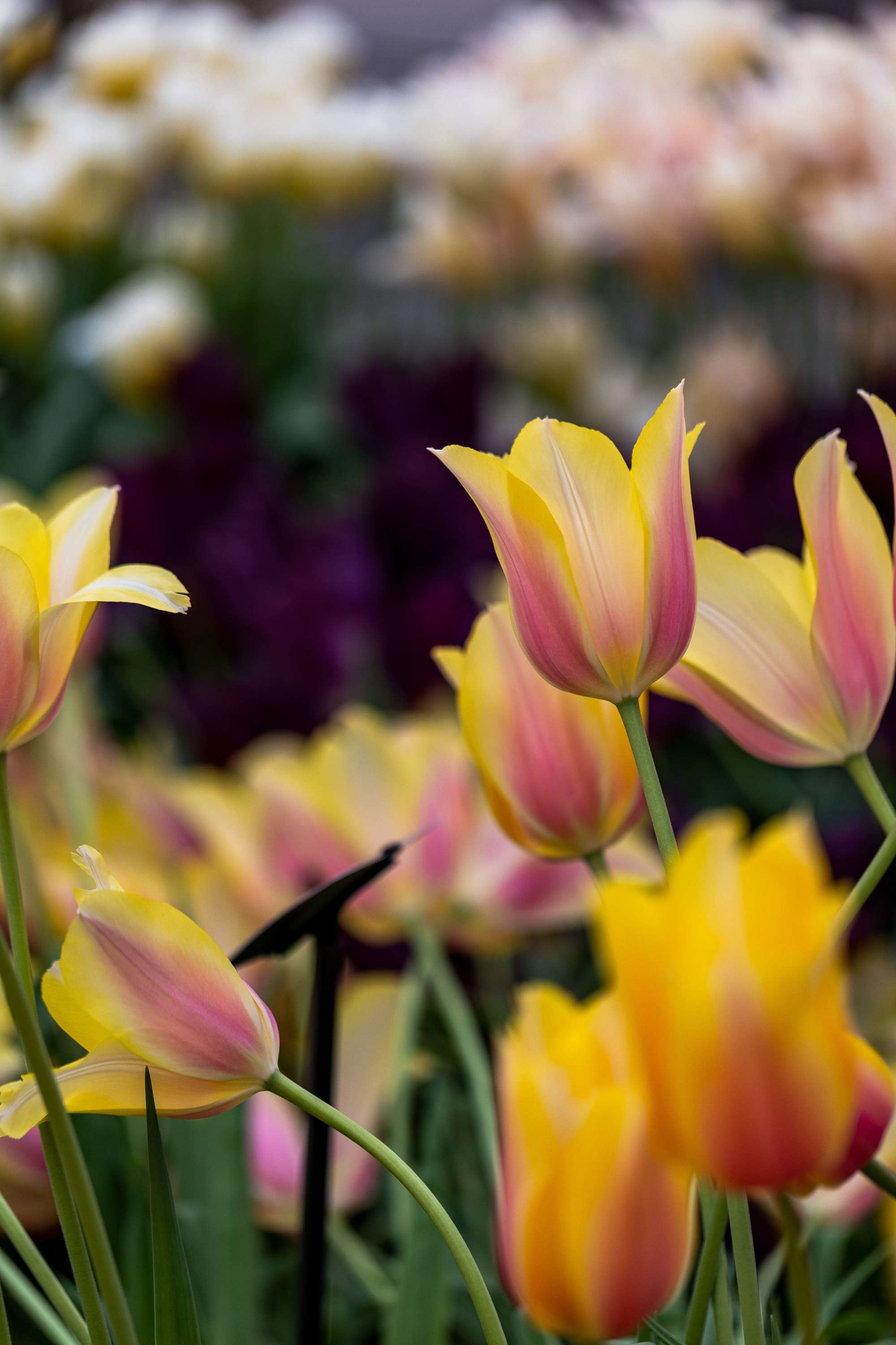 Tulpe 'Blushing Lady'